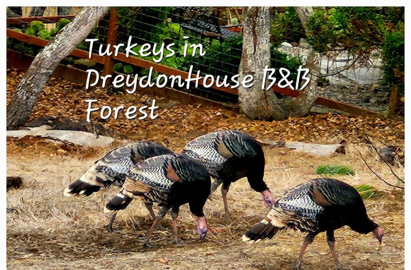 קאמבריה Dreydon House Bed And Breakfast מראה חיצוני תמונה